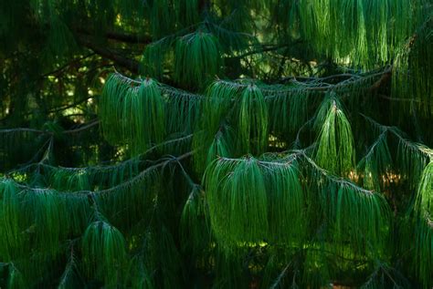 pinwyum|7 reasons to visit our Pinetum .